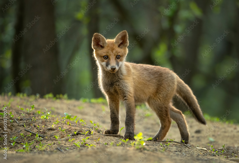 Cute young red fox in the forest ( Vulpes vulpes )