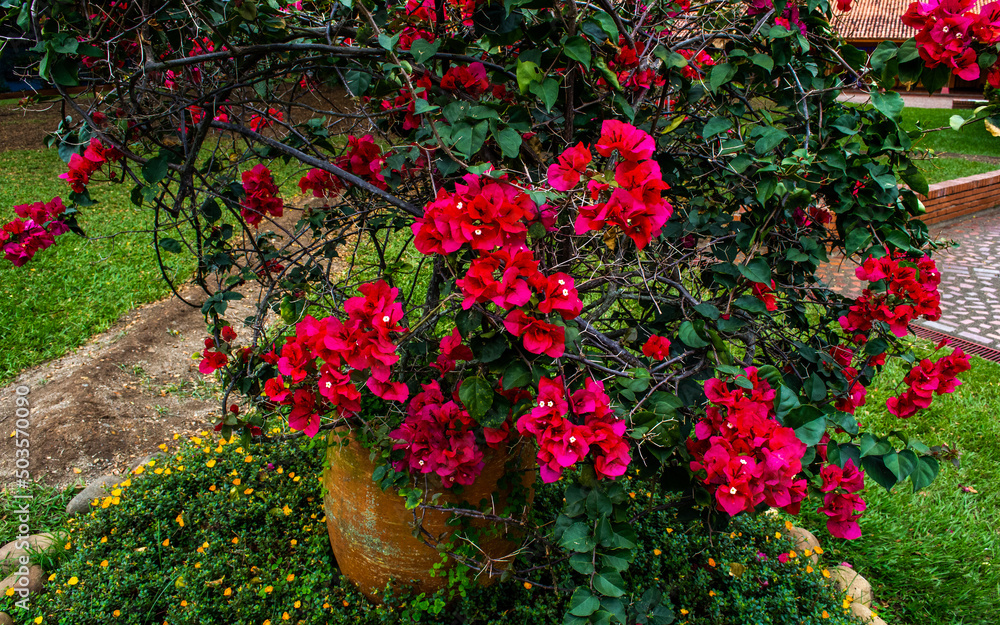 Jardin Rosas Flor Plantas