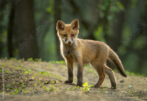 Obraz na płótnie Cute young red fox in the forest ( Vulpes vulpes ) w salonie