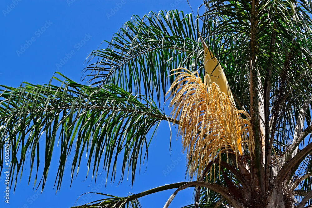 queen-palm-tree-flower-buds-syagrus-romanzoffiana-stock-photo-adobe