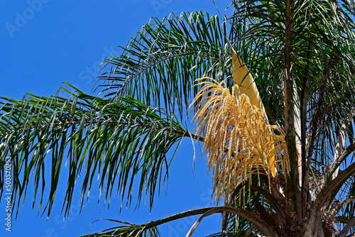 Queen palm tree flower buds (Syagrus romanzoffiana)  photo