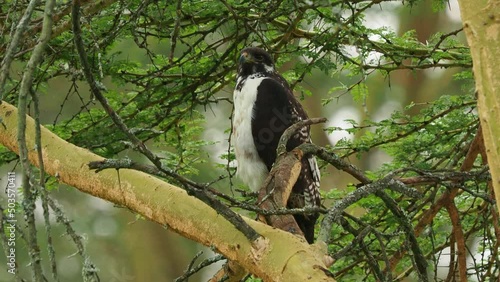 Augur Buzzard - Buteo augur African bird of prey, blackish back, whitish underside and orange-red tail, central and southern Africa from Ethiopia to Angola, resident and non-migratory bird on tree. photo