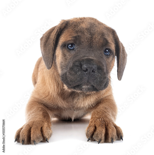 puppy cane corso