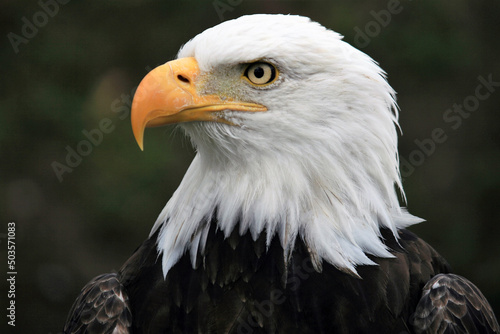 bald eagle portrait