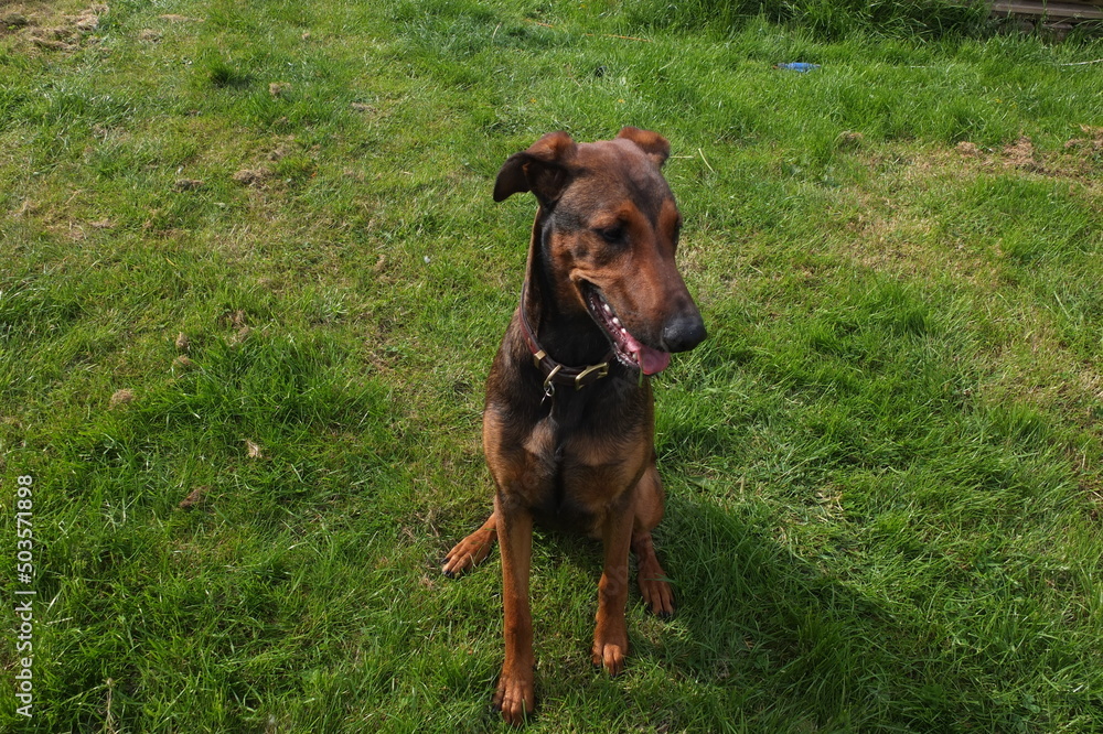 Female Belgian Malinois cross doberman pinscher 11 month old Female Belgian Malinois cross doberman pinscher 11 month old