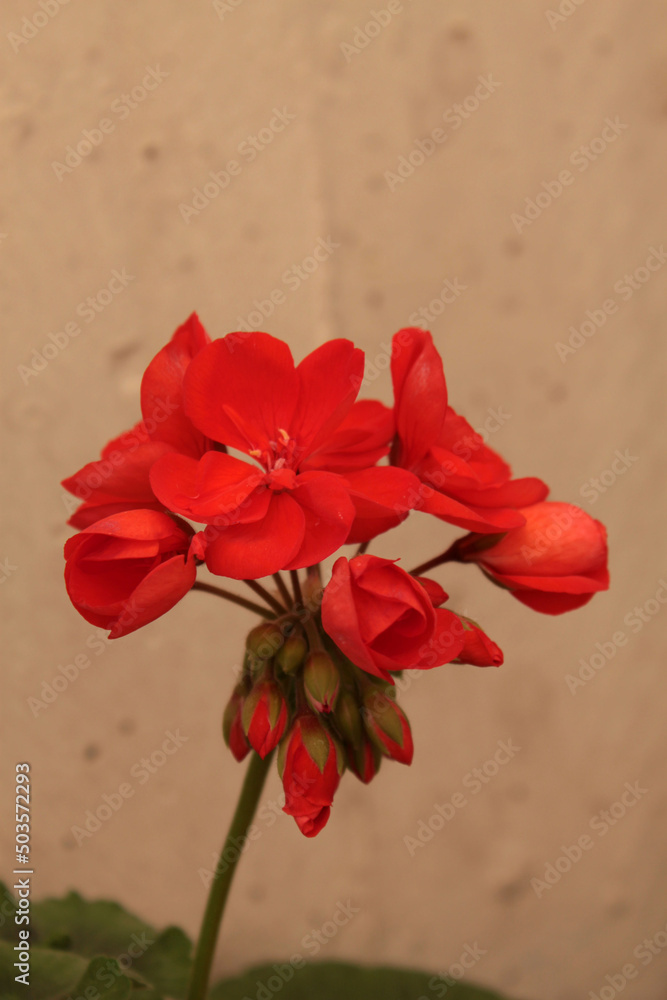 red geranium red geranium