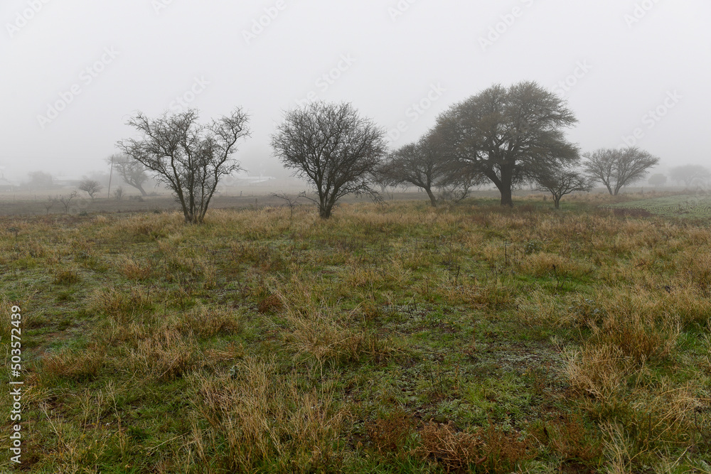 Lonely tree in thick fog at dawn, in Pampas Landscape, La Pampa Province, Patagonia, Argentina. Lonely tree in thick fog at dawn, in Pampas Landscape, La Pampa Province, Patagonia, Argentina.