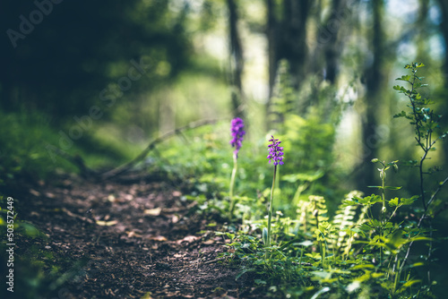 orchis flower on the edge of a mountain footpath in the Pyrenees © Marc Andreu