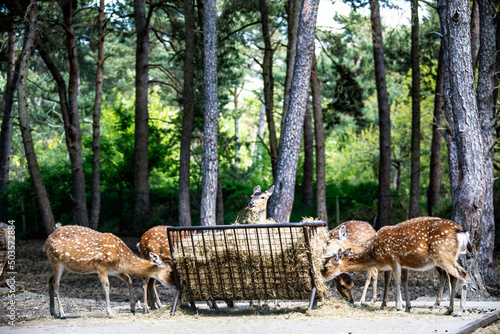 A herd of deer eats grass. Feeding station for wild animals in the forest