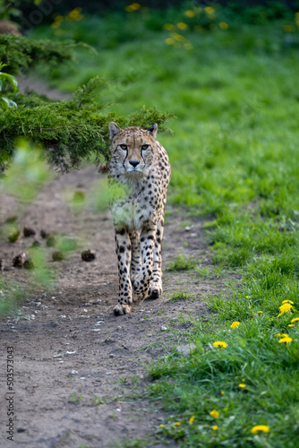 zbliżenie, spacerujący Gepard na wybiegu w zoo, w tle trawa i kwitnące żółte kwiaty mlecza, mlecz