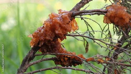 Juniper Rust on branch of Savin juniper (Juniperus sabina) caused by Gymnosporangium sabinae photo