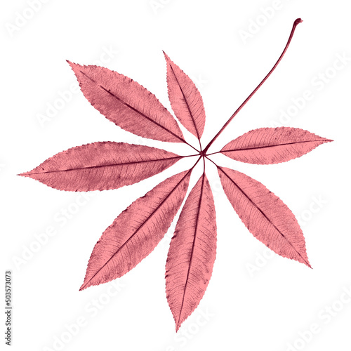 Illustration leaf in pink tones on white background