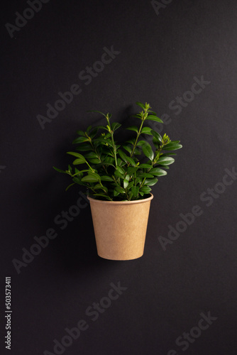 Paper cup and branch with leaf on black paper background texture. Recycling concept creative idea