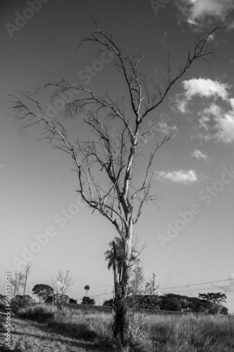 Dry tree  © LuizHenrique
