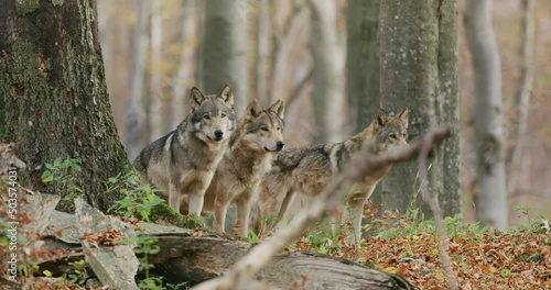 Gray wolves (Canis Lupus) in the autumn forest photo