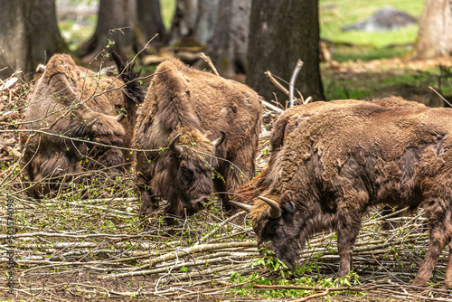 Portrait of wisent cows / european bison in spring losing their winter fur at the bavarian forest national park
