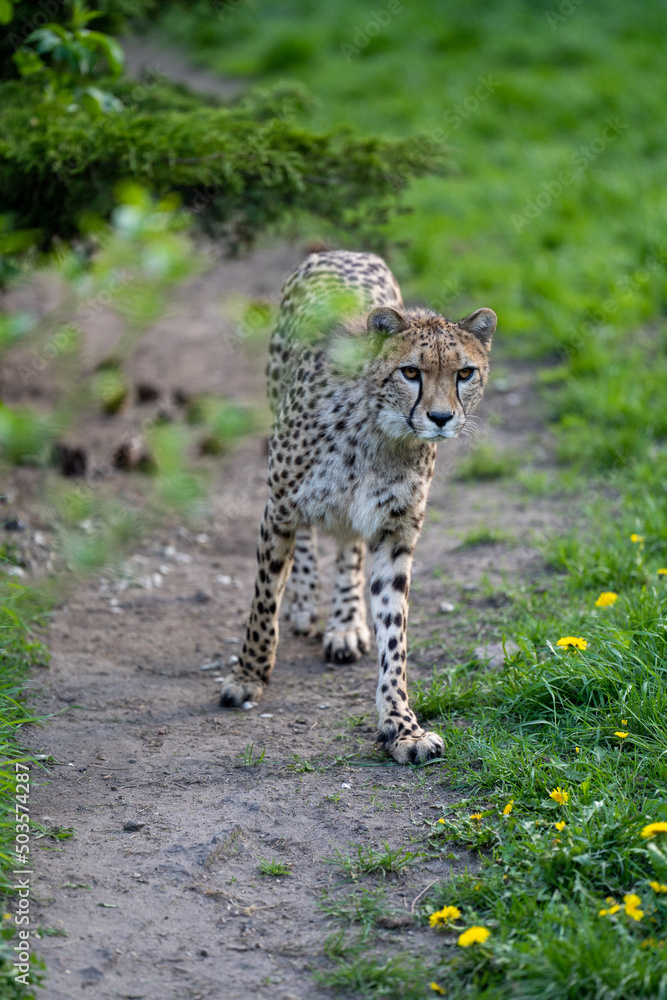 Fototapeta premium zbliżenie, spacerujący Gepard na wybiegu w zoo, w tle trawa i kwitnące żółte kwiaty mlecza, mlecz