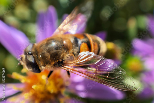 Macroimage of big stripped bumblebee sitting on bright violet flower with yellow center, windlife concept photo