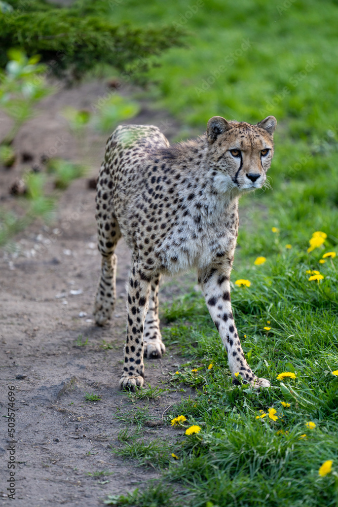 Fototapeta premium zbliżenie, spacerujący Gepard na wybiegu w zoo, w tle trawa i kwitnące żółte kwiaty mlecza, mlecz