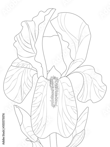 Single iris flower on a white background. Hand drawn. Coloring book. 