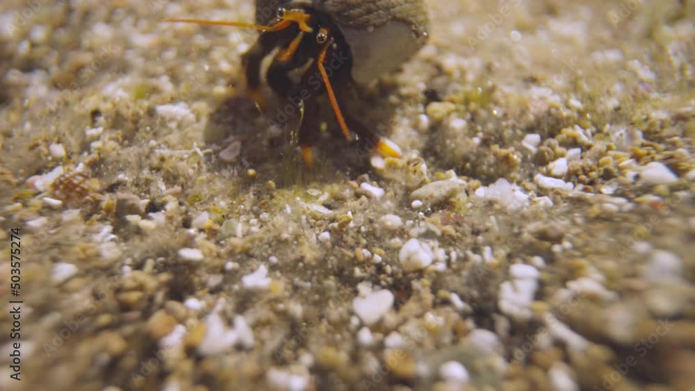Close up of small crabs underwater Close up of small crabs underwater