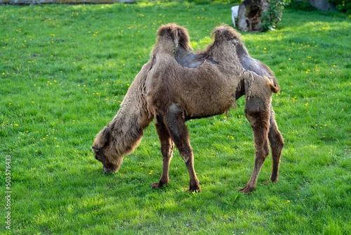 Fototapeta samoprzylepna wielbłąd dwugarbny na wybiegu na zielonej trawie w zoo