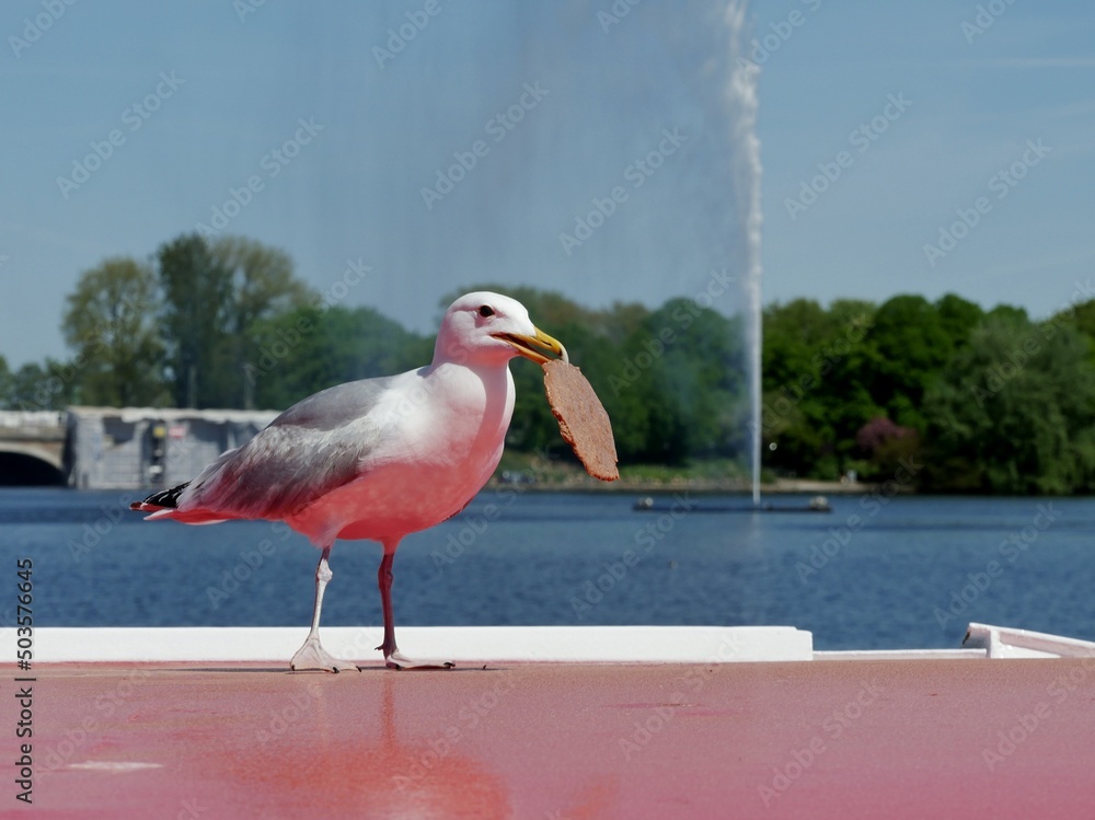 Obraz premium Möwe pickt sich Waffel in den Schnabel