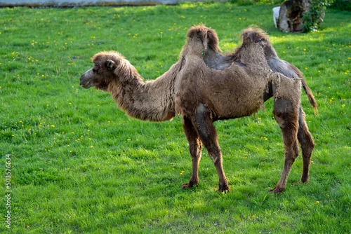 Fototapeta samoprzylepna wielbłąd dwugarbny na wybiegu na zielonej trawie w zoo