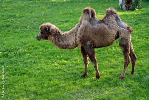 Fototapeta samoprzylepna wielbłąd dwugarbny na wybiegu na zielonej trawie w zoo