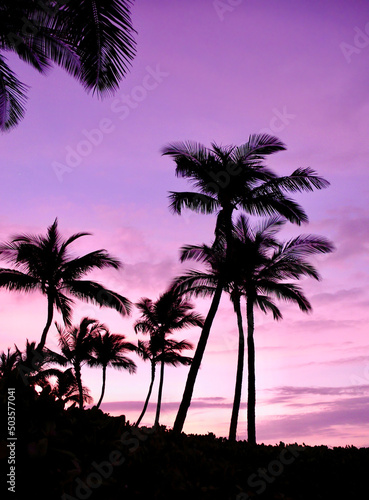 Tropical Palm Trees Sunrise at Kona, Hawaii with Purple Sky