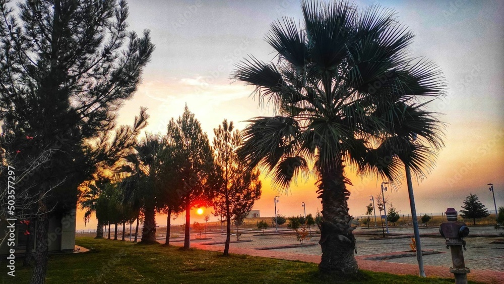 Obraz premium Evening of palm trees