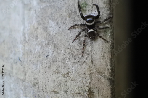 Tela Spider crawling on stone
