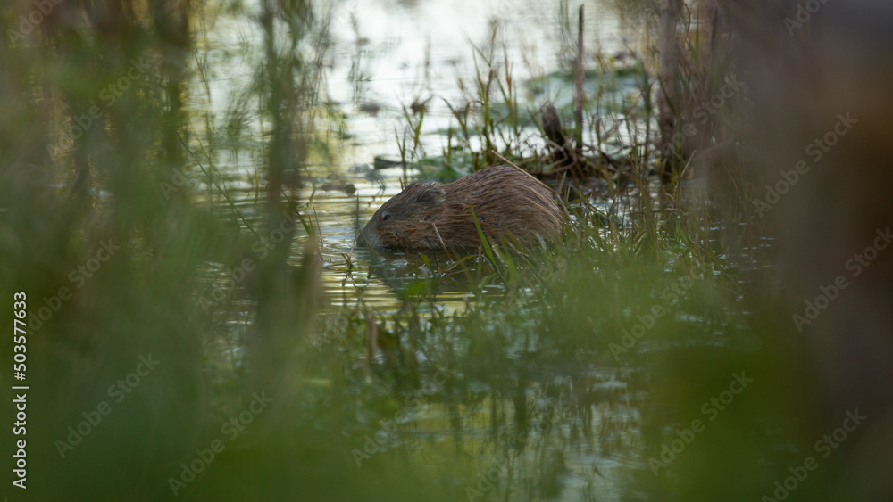 Fototapeta premium In early morning light a muskrat nibbles on reeds growing at the water's edge while framed by other reeds and grasses.
