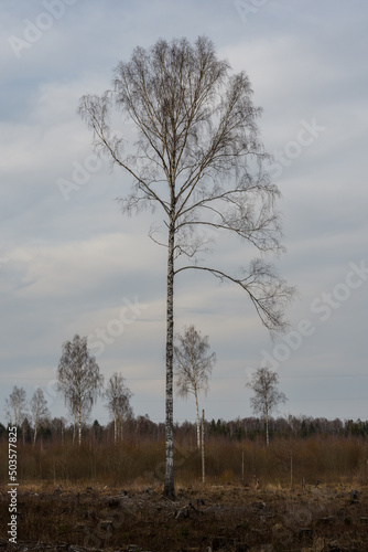 A lone tall leafless birch at the edge of the forest against a cloudy sky. Spring evening with partly cloudy.
