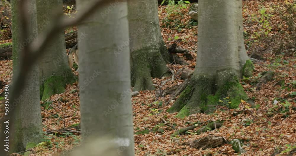 Gray wolf (Canis Lupus) running in the autumn forest Gray wolf (Canis Lupus) running in the autumn forest