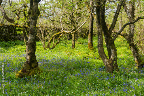 Bluebells at Wharfe and Oxenbar Woods above Feizor in the Yorkshire Dales photo