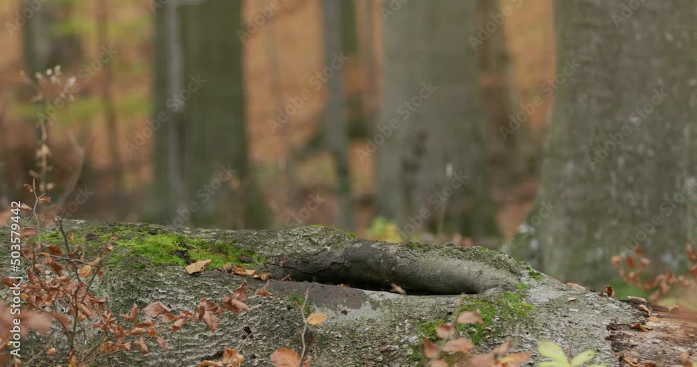 Gray wolf (Canis Lupus) sniffing and looking for food in the autumn forest Gray wolf (Canis Lupus) sniffing and looking for food in the autumn forest