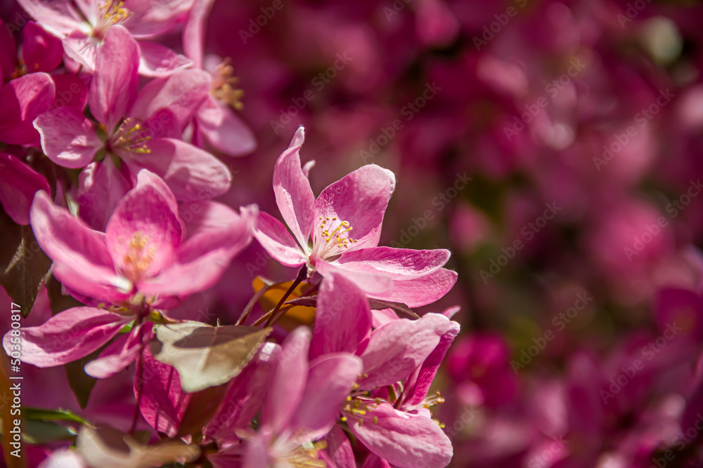 Flowering branches of paradise apple tree. Fruit tree. Photo of nature. Flowering branches of paradise apple tree. Fruit tree. Photo of nature.