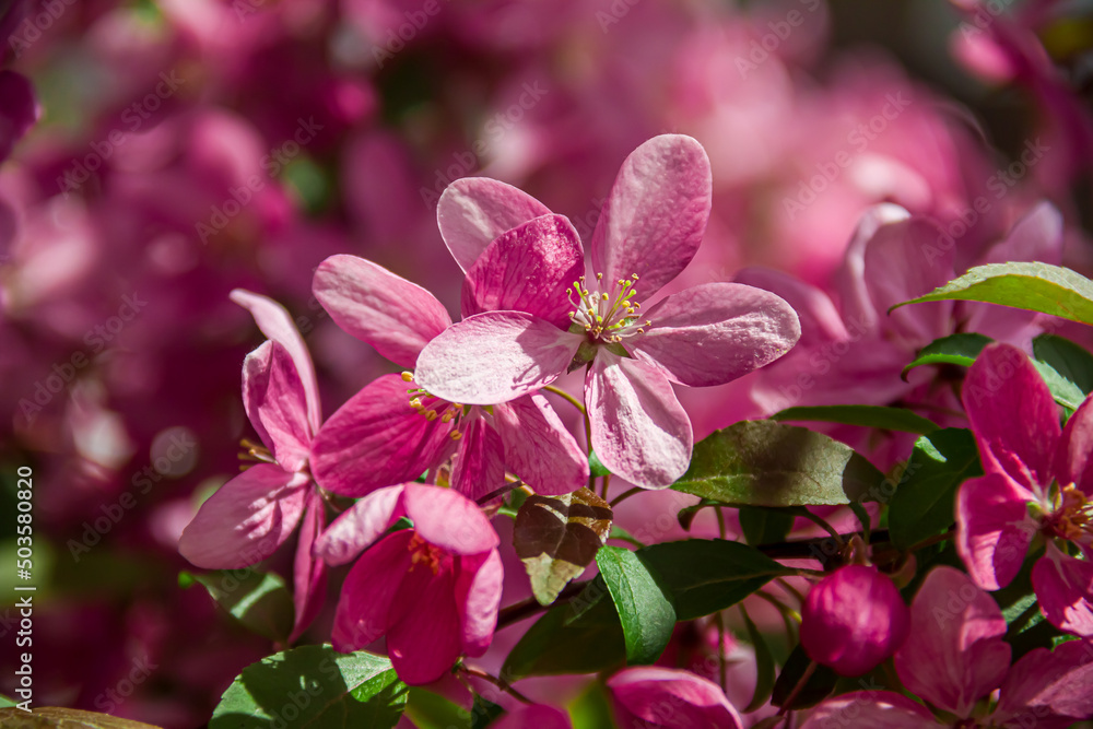 Flowering branches of paradise apple tree. Fruit tree. Photo of nature. Flowering branches of paradise apple tree. Fruit tree. Photo of nature.