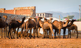 Camels at Pushkar Camel Fair (Pushkar Mela) in Pushkar, Rajasthan, India