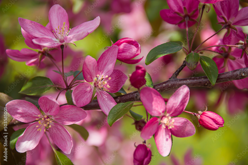 Flowering branches of paradise apple tree. Fruit tree. Photo of nature. Flowering branches of paradise apple tree. Fruit tree. Photo of nature.
