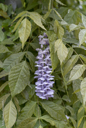 Vertical shot of a mescal bean flower photo