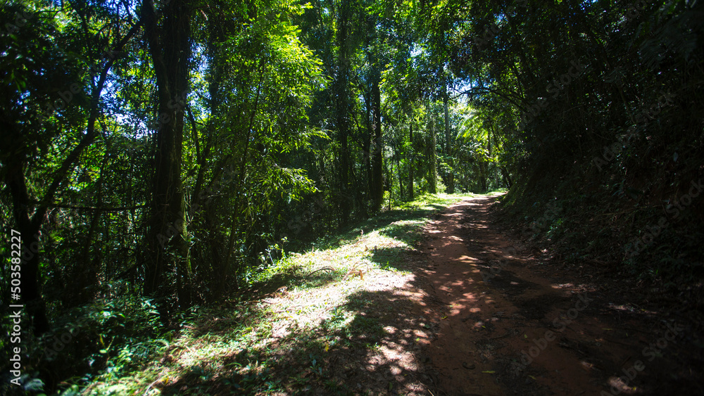 Fototapeta premium Parque Estadual da Cantareira