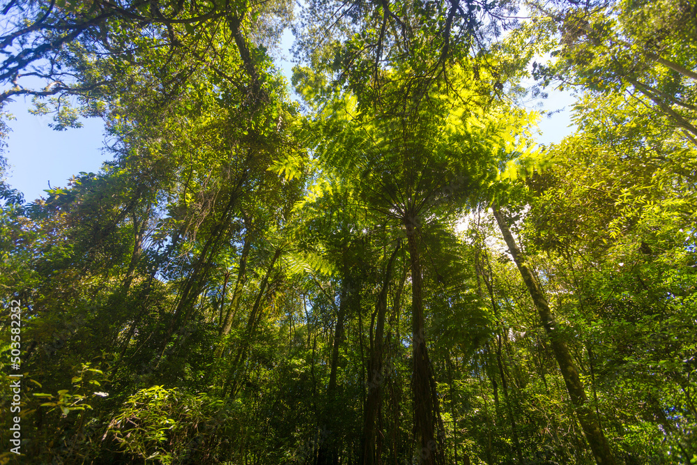 Parque Estadual da Cantareira Parque Estadual da Cantareira
