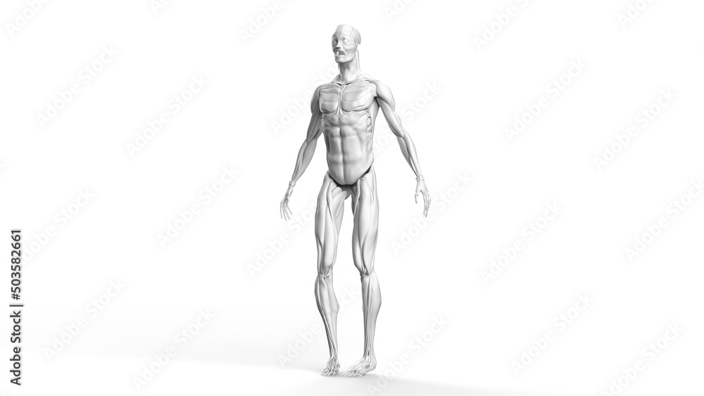 3D illustration of male body musculature on white background.