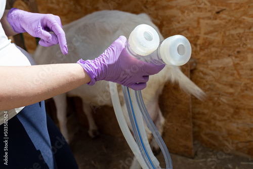 Obraz na plátně Goat milking liner in the farmer's hand on the background of a goat