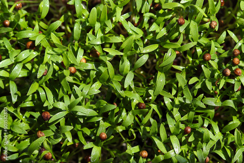 Coriander microgreen close-up. Sprouted coriander seeds. Gardening concept