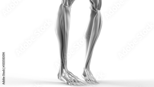 Obraz na plátně 3D illustration of male body musculature on white background.