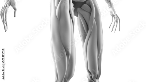 Fotografie, Obraz 3D illustration of male body musculature on white background.