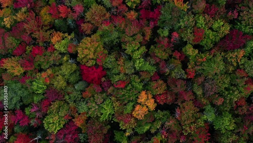 Aerial drone footage, looking down over beautiful fall foliage starting to change colors, in this forest of New England.